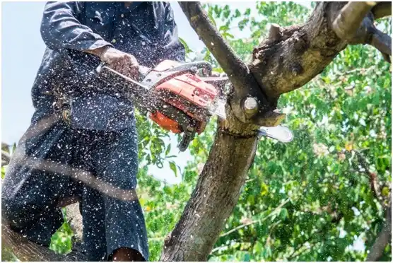 tree services Glendale